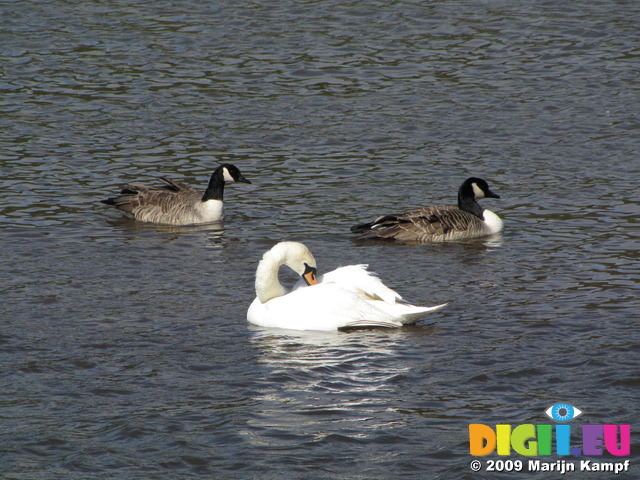 SX03583 Mute swan (Cygnus Olor) and two Canada geese (Branta Canadensis)